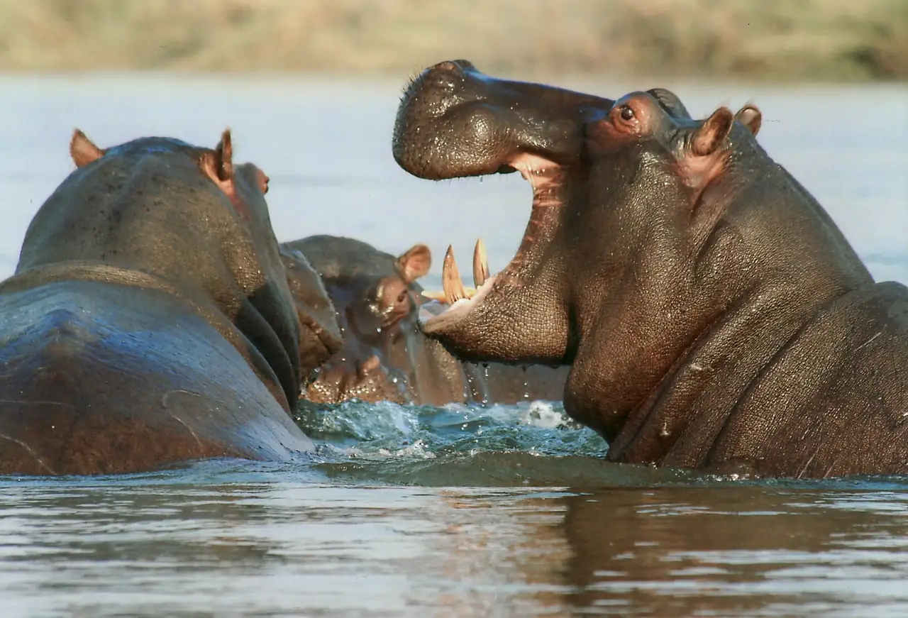 A close-up of hippos engaging in a dramatic encounter in the river, showcasing their natural behaviors.