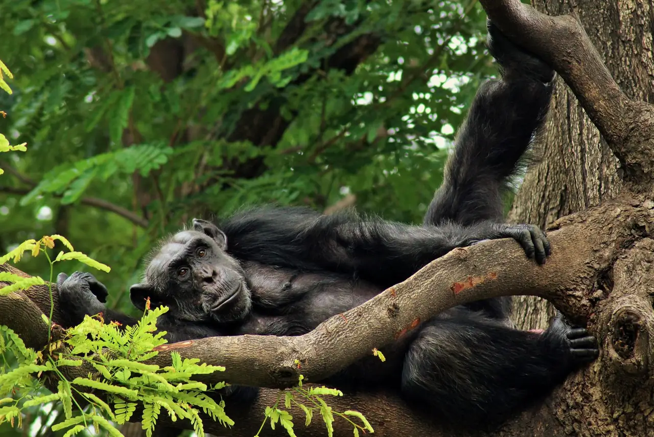 A chimpanzee leisurely reclines on a tree, surrounded by verdant foliage in a jungle setting.
