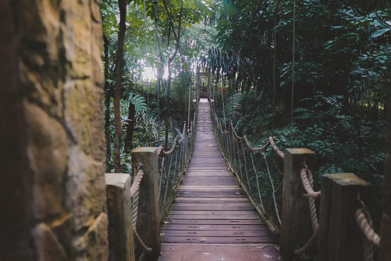 Explore a serene wooden suspension bridge within a dense forest setting, offering tranquility and adventure.