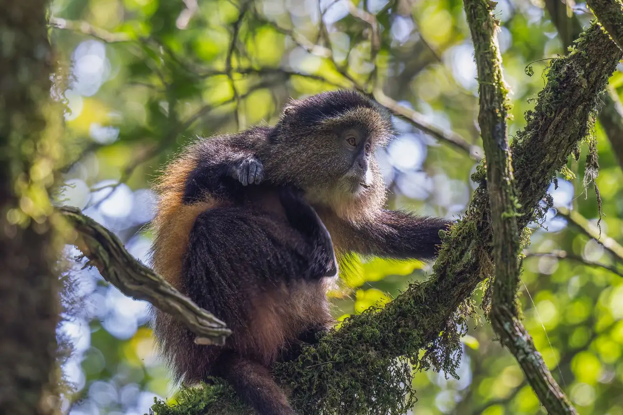 Golden monkey resting on a mossy branch in a lush green forest, showcasing natural beauty.